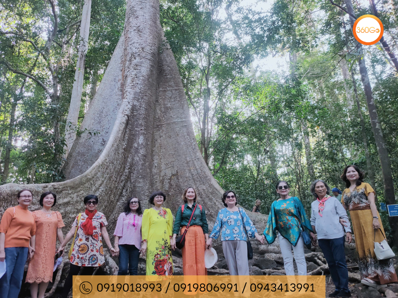 Cây cổ thụ tại Nam Cát Tiên - Du lịch 360Go